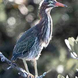 Green Heron 52A by Sally Fuller