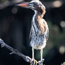 Green Heron 59A by Sally Fuller