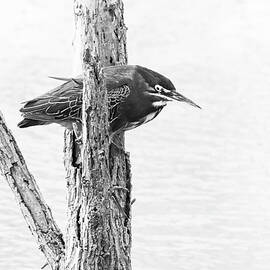 Green Heron 6A by Sally Fuller