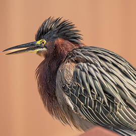 Green Heron Fluffed Crown Feathers by Debra Martz
