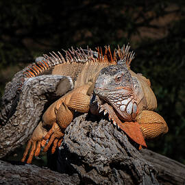 Green Iguana by Matt Halvorson