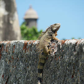 Green Iguana on the Castle Wall by Richard Reeve