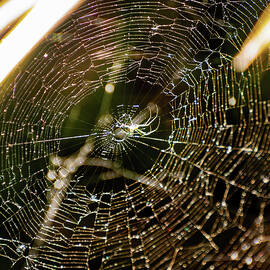 green long jawed orbweaver 01 by Flees Photos