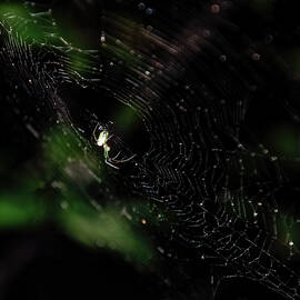 green long jawed orbweaver 02 by Flees Photos