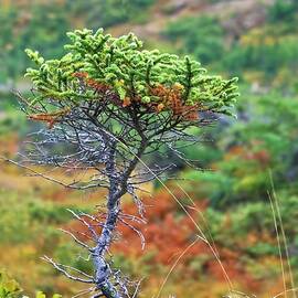 Green on green Juniper tree by Tatiana Travelways
