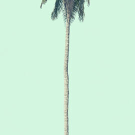 Green Palm by Andrew Paranavitana