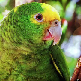 Green parrot by Tatiana Travelways