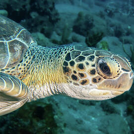 Green Sea Turtle close encounter by Brian Weber