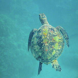 Green Sea Turtle in a Maui Reef by Nancy Gleason