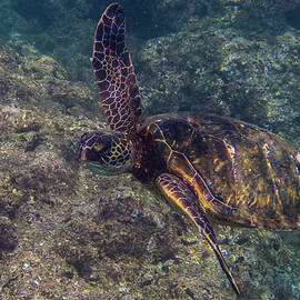 Green Sea Turtle in a Rocky Reef by Nancy Gleason