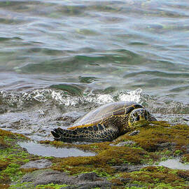 Green Sea Turtle Resting on Shore in Hawaii #2 by Nancy Gleason