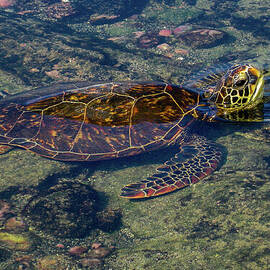 Green Sea Turtle Resting on Shore in Hawaii by Nancy Gleason