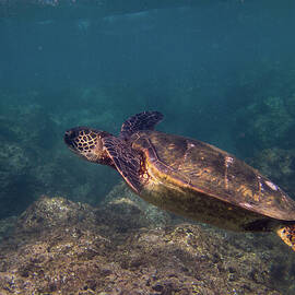 Green Sea Turtle Underwater in Kauai by Nancy Gleason