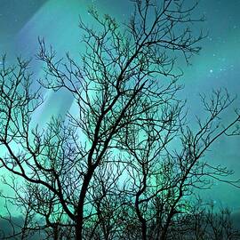 Green Trees in Winter by Christopher Mathews