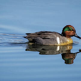 Green Winged Teal by Jean Noren