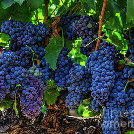 Juicy Cluster of Grenache Grapes by Abigail Diane Photography