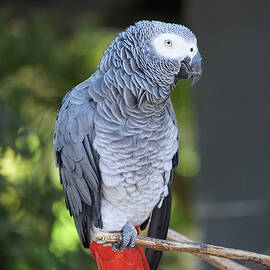 Grey Parrot by Richard Reeve