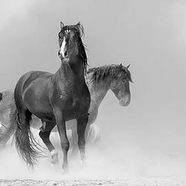 Gritty October Stallions by Paul Martin