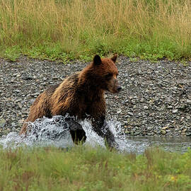 Brown Bear Chasing Salmon in Pack Creek, Alaska by Nancy Gleason
