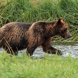 Brown Bear Hunting Salmon in Pack Creek, Alaska by Nancy Gleason