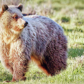 Grizzly Bear in Sunlit Meadow by Natural Focal Point Photography