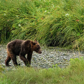 Brown Bear Juvenile at Pack Creek, Alaska by Nancy Gleason