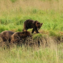 Brown Bear Mother and Cub Walk Together at Pack Creek, Alaska by Nancy Gleason