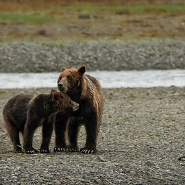 Brown Bear Sow and Juvenile Waiting for High Tide to Bring Salmon by Nancy Gleason