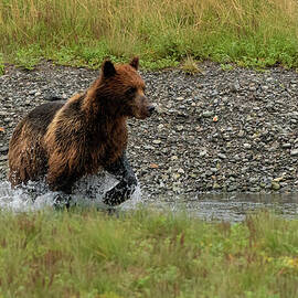 Brown Bear Wades through Pack Creek for Salmon by Nancy Gleason