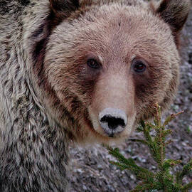 Grizzly Close-up by Thomas Nay