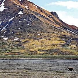 Grizzly In Denali by KJ Swan