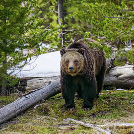 Grizzly Out of the Woods by William D Briscoe