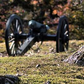 Ground Cover by American Landscapes
