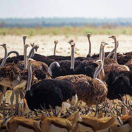 Group of ostriches and antelopes at a waterhole in Etosha National Park, Namibia by Miroslav Liska