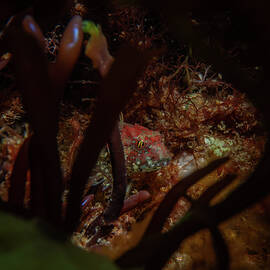 Grubby in the algae forest by Brian Weber