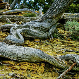 Guadalupe National Park Texas by Tommy Farnsworth