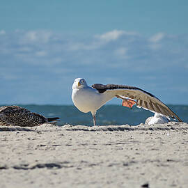Gull Yoga by Steven Nelson