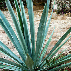 Hacienda Ochil Agave by William Scott Koenig