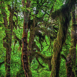 Hall of Mosses Trail - Hoh Rainforest, Washington State - Vertical by Abbie Matthews
