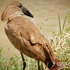 Hamerkop by the Riverbank In Kenya by Natural Focal Point Photography