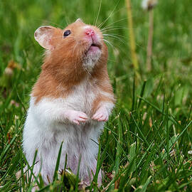 Hamster Standing in Grass Looking Up by John Twynam