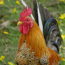 Handsome Fella by Richard Reeve