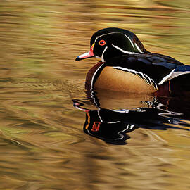 Handsome WoodDuck by Jean Noren