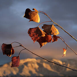 Hanging On by Mary Lee Dereske