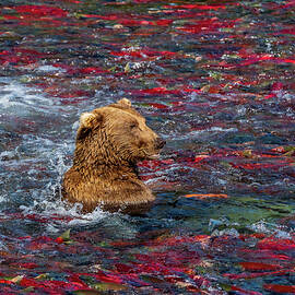 Happy Bear Surrounded by Salmon by Nancy Gleason