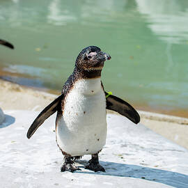 Happy Dance by Stacy Abbott