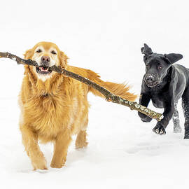 Happy Dogs in Winter by DEE POTTER