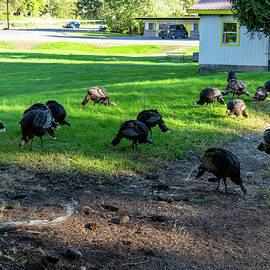 Happy Thanksgiving by Tom Cochran