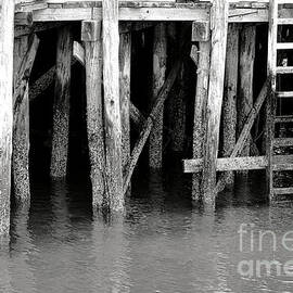 Harbor Pier Pilings and Ladder by Olivier Le Queinec