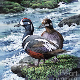 Harlequin Duck by Don Balke